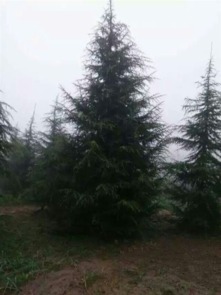 俊坤苗圃， 专业提供雪松产品