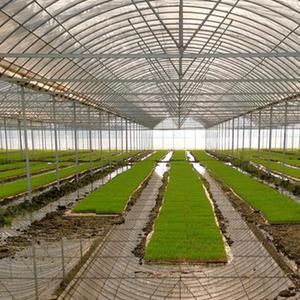 黑米抽穗结实期，需关注田间水分、养分管理