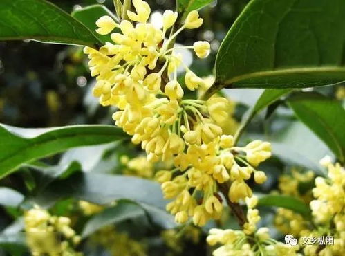 “四季桂花香有毒吗？如何防范其毒性