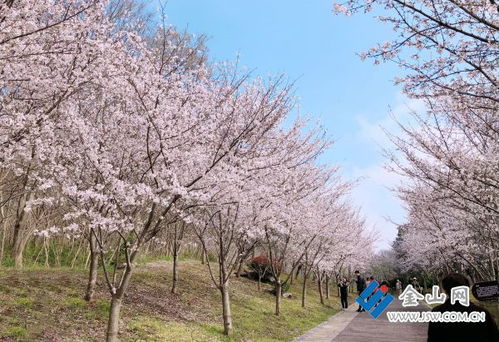 樱花大道， 粉嫩樱花，浪漫满溢