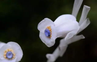 尸香魔芋的花语究竟蕴含着怎样的深意