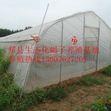 生态化塑料大棚蝎子养殖，利用环保材料