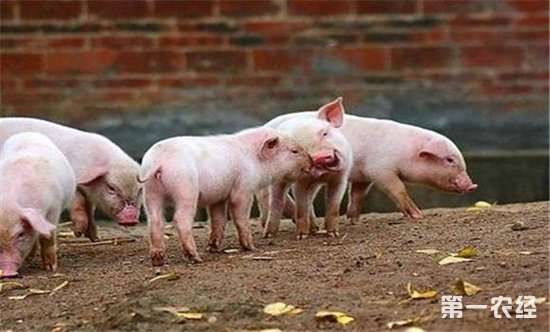 仔猪交叉寄养技巧多，养殖必备妙招