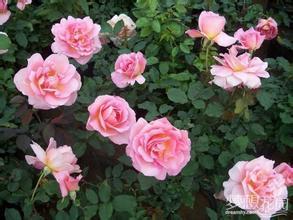 博雷亚莱月季的缺点：