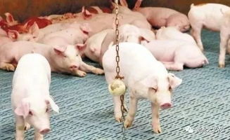 高效驱蝇，打造清洁养猪环境