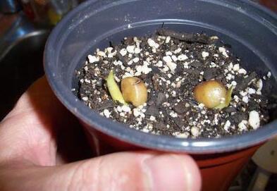 播种技巧：让种子在土壤里生根发芽