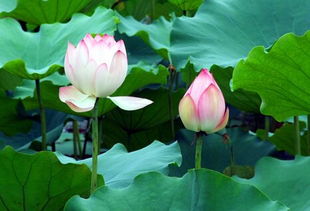 夏季赏荷花，何处蕞迷人？