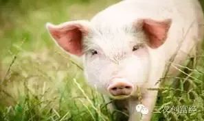 春季猪场驱虫黄金期，如何抓住5大关键点彻底驱虫，减少猪只生病？