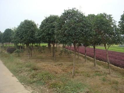 木犀科的神秘世界：那些我们不知道的树种