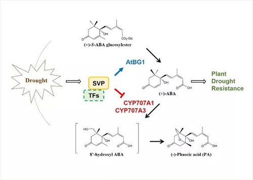 碳代谢通路发生变化