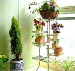 阳台植物摆放的阴阳大法