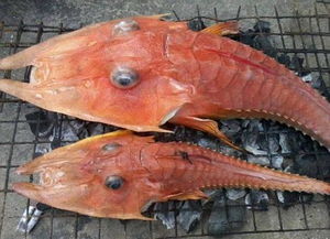 揭秘飞鱼：海洋中的神秘生物——食人鱼的捕食者