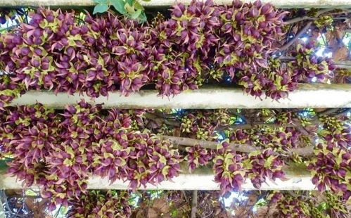 吊钟花广布南方，喜阴湿