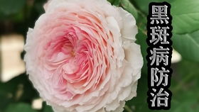 月季花苗大小对生长有影响吗？