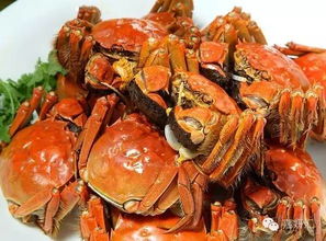 河蟹的主要饲料是什么？有没有什么特别好的饲料推荐给河蟹喂养？