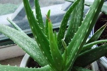 芦荟叶子不饱满？试试补充光照和水分