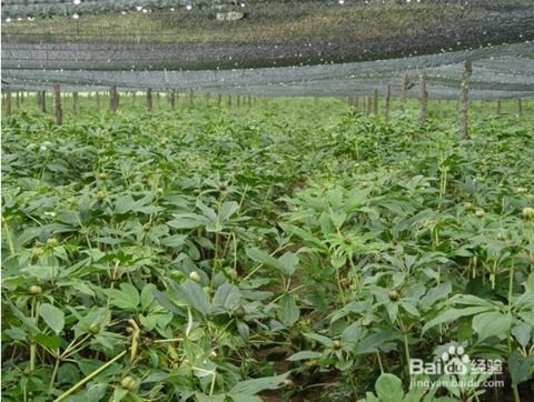 种植重楼，注意事项多