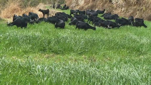 农药价格上涨的原因