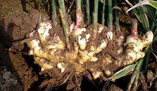 生姜在什么季节种植最为适宜，最佳种植时间是什么时候