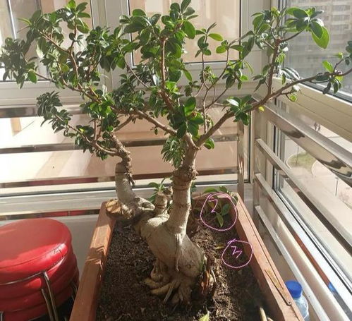 盆景黄叶，是浇水过多吗