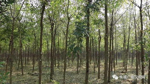 皂角荚的采收难题：含水量控制