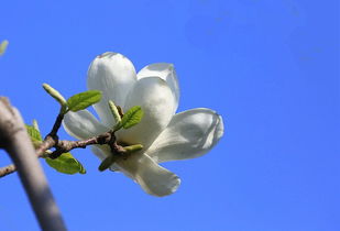 如何让玉兰花芽度过严寒？