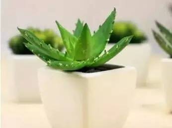 芦荟（自然的奇迹与永恒的美丽）如何在家种植才能保持其神奇效果