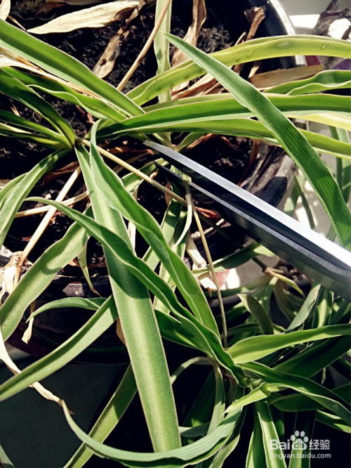 剪剪剪， 剪出吊兰的美