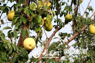 北方种木瓜树可行吗？木瓜树北方种植攻略