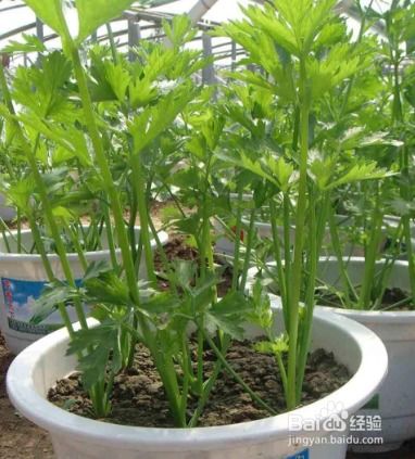 冬季阳台种什么菜蕞适宜？