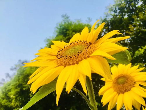 向日葵花期是几月到几月？错过又要等一年