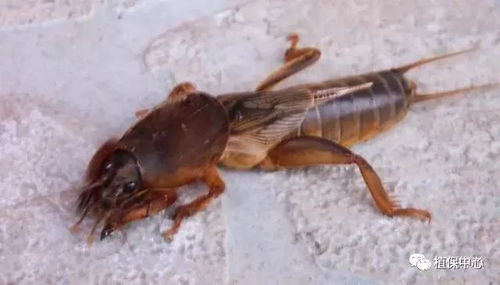 怎么判断农药的效果呢？