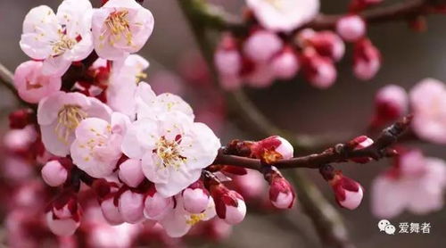 桃花的花语传递着浪漫，那么送桃花给心仪的人