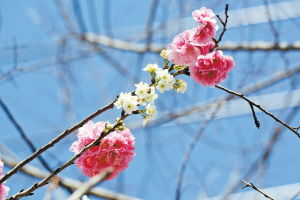 北京绿化带中的粉色花树品种多样