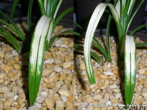 丽蚌草栽培时需要注意哪些关键环节和具体问题