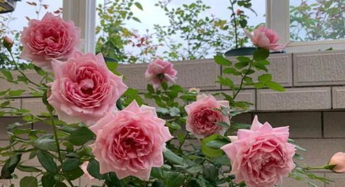 月季花出现黄叶，正确方法恢复生机