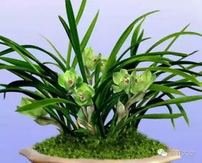 如何进行科学的养护管理？