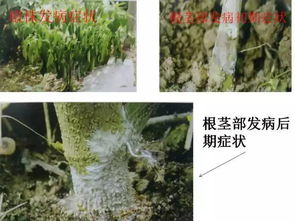 金光绒柏圃地选择、移栽管理及病害防治问题探讨