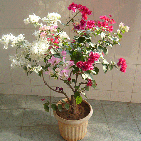 三角梅：耐旱又开花美