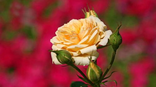 花瓣颜色的秘密