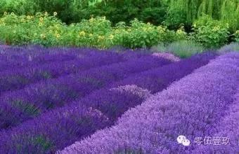 2. 薰衣草：紫色花海， 浪漫夏日