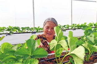 草莓苗种植时如何进行科学管理，确保其健康生长和优质产量