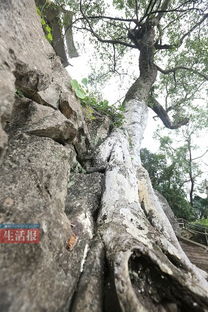 常绿树种， 四季常青