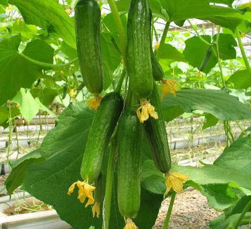 盆栽蔬菜怎么浇水才能保证生长？