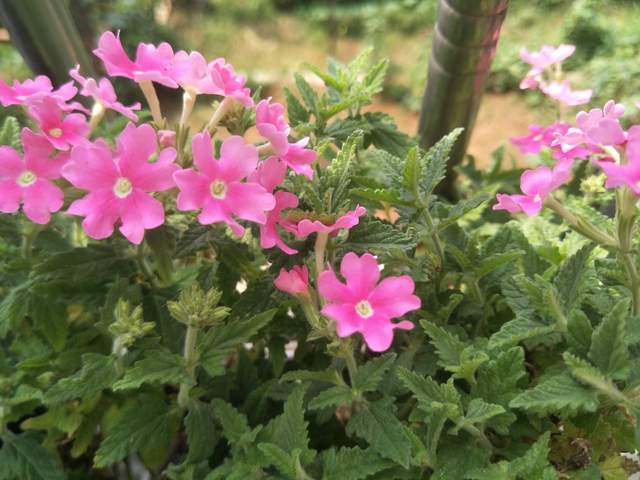 Q：听说要经常浇水？