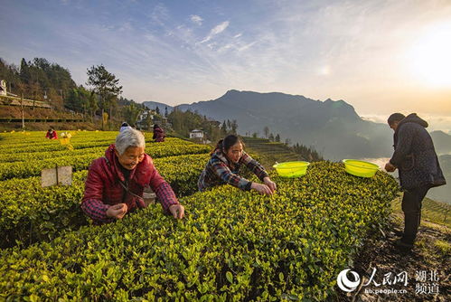 茶叶杀虫剂，选对了才Neng省心