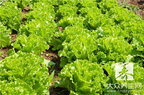 绿独行菜：野生蔬菜
