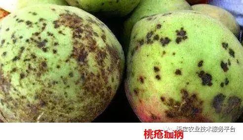 桃树叶片出现褐色斑点，咋办？