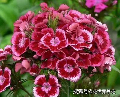 花卉时序之美，时光的使者