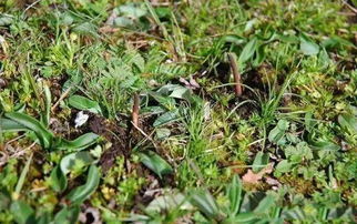 只有这样才嫩选择令自己满意的庭院草坪品种。